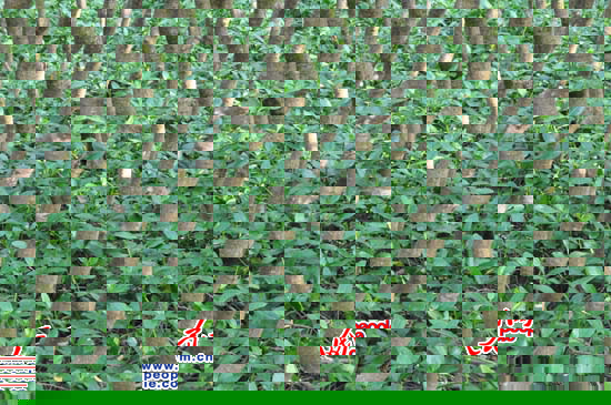 �t��Ʒ�N������{