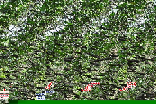 �t��Ʒ�N������