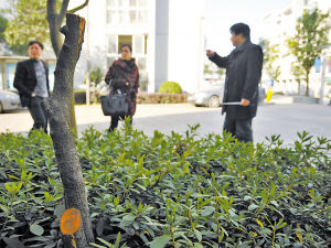 ׌�ˁ�(l��i)�޼��G�����Y(ji��)���ϰ�����СС�ľG����ľ�����Ɖ��ˣ��еĴ�䱻����һ�룬�B��֦Ҳȫ�������ˣ�ֻʣ�¹�d�dһ��(g��)��䘶�����@���޼��Ć᣿