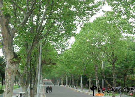 ��ֲ���ľ�����е�