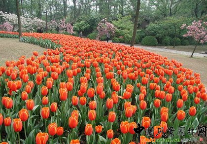     ֲ�ﾰ�^�S���r(sh��)�g�a(ch��n)��׃���������γ��S���Ą�(d��ng)�B(t��i)���^׃����ֲ��׃���п��������a(ch��n)����ҹ׃��������׃