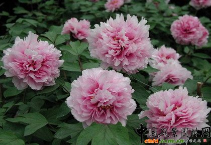     ֲ�ﾰ�^�S���r(sh��)�g�a(ch��n)��׃���������γ��S���Ą�(d��ng)�B(t��i)���^׃����ֲ��׃���п��������a(ch��n)����ҹ׃��������׃