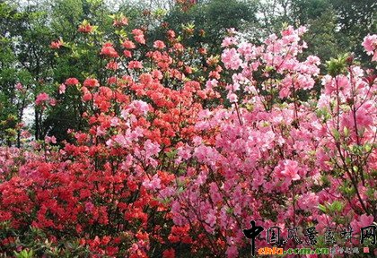     ֲ�ﾰ�^�S���r(sh��)�g�a(ch��n)��׃���������γ��S���Ą�(d��ng)�B(t��i)���^׃����ֲ��׃���п��������a(ch��n)����ҹ׃��������׃