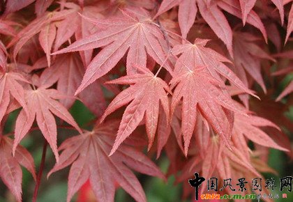 ֲ�ﾰ�^�ļ���׃��