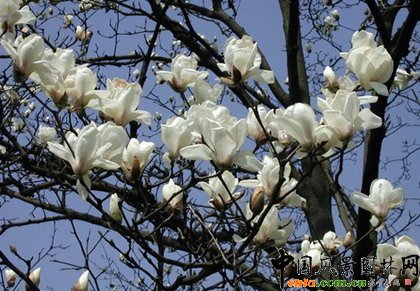 ֲ�ﾰ�^�ļ���׃��