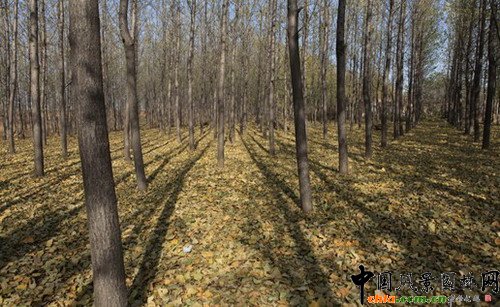 �F�����L���@�־��^Ҏ���OӋ�е�����