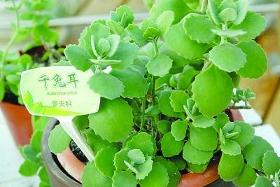 ��ǧ�ö�����һ��ֲ�������@ô�ࡰ���Ӷ��䡱��