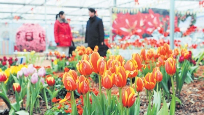 ��ʡɭ��ֲ��@���k����֮�衱�ߴ�չ