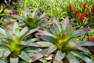 ���P��֮���������Ϻ�ֲ��@