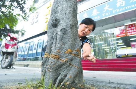 成都園林綠化調查：行道樹被剝皮斷枝我們很心痛！(組圖)
