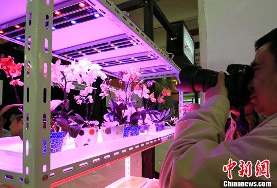 點(diǎn)圖查看下一頁 圖:上海展示“LED種植的鮮花”