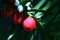 植物活化石——東北紅豆杉