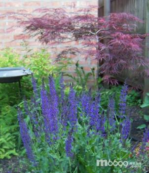 芝加哥Jensens夫婦的花園設計(圖)