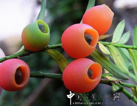 國家一類保護樹種紅豆杉