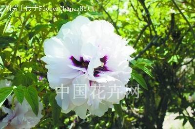 甘肅紫斑牡丹聲名鵲起