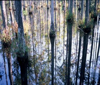 荷蘭West8作品系列展示15：查爾斯頓沼澤花園景觀