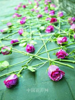 高端玫瑰種植：納瓦多玫瑰公司宣布正式進軍中國