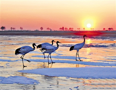 濕地 濕地保護(hù)