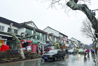 蘇州 修剪 法桐