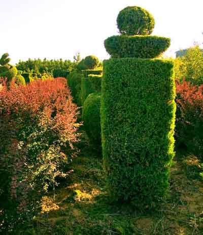 造型植物 小葉女貞