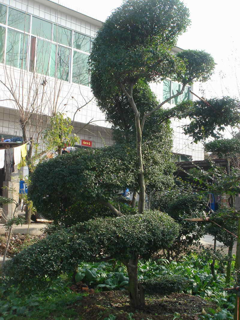 小葉女貞 植物 造型