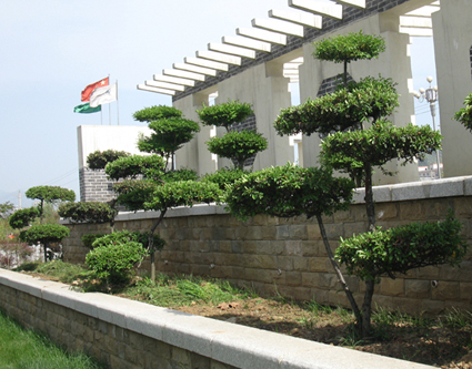 小葉女貞 植物 造型