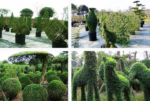 小葉女貞 造型 植物