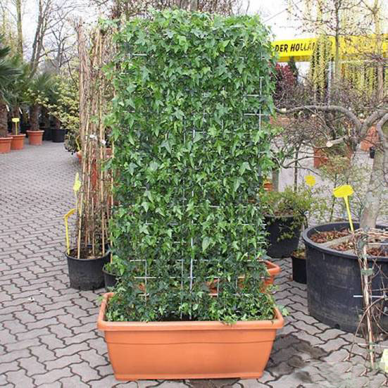 常春藤 植物 造型