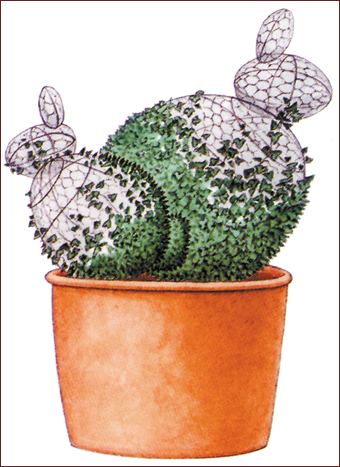 常春藤 植物 造型