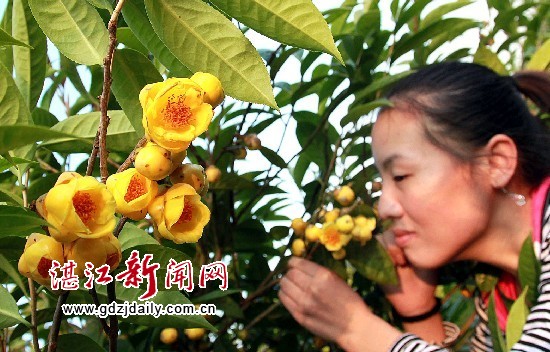 廣東 湛江 金茶花