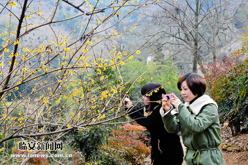 浙江 臨安  野臘梅