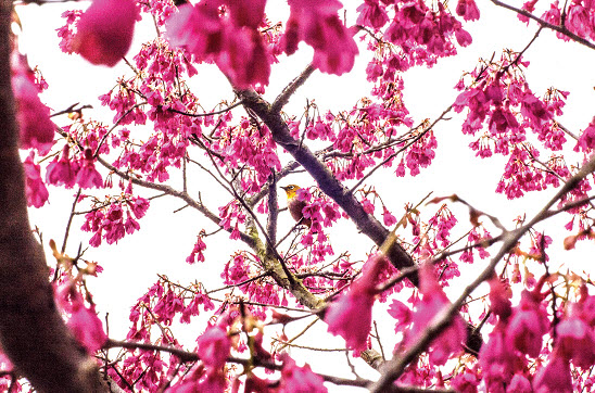 附件 泉州 櫻花