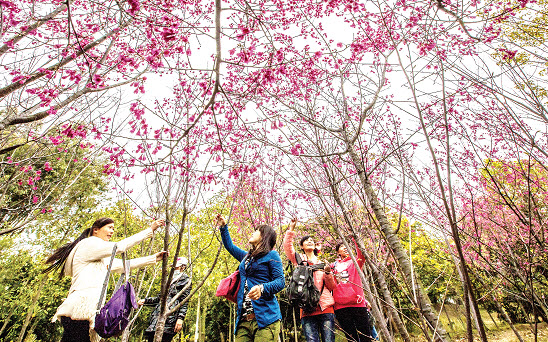 泉州 福建 櫻花