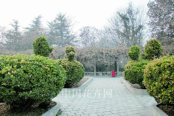 鄭州 大葉黃楊 動物