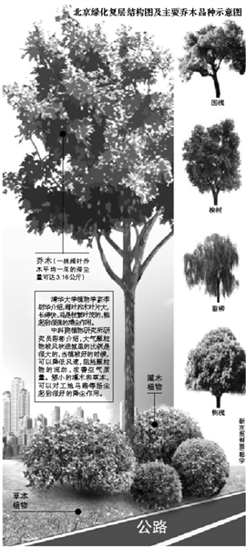 北京 樹(shù)種 景觀