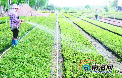 海南 綠化 樹種