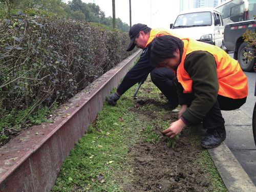 風(fēng)景園林 蕭山 園林 綠化 補(bǔ)綠