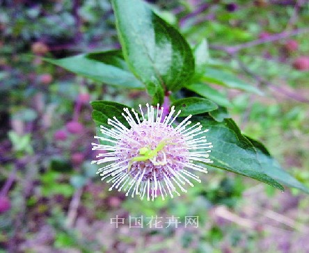 水楊梅 栽培 養(yǎng)護(hù)