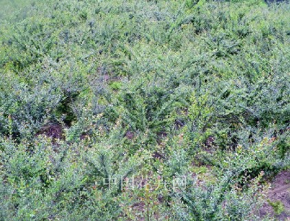 水楊梅 栽培 養(yǎng)護(hù)