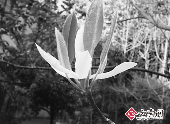 風(fēng)景園林 落葉木蓮 引種