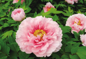 風景園林 歐洲 植物 園藝