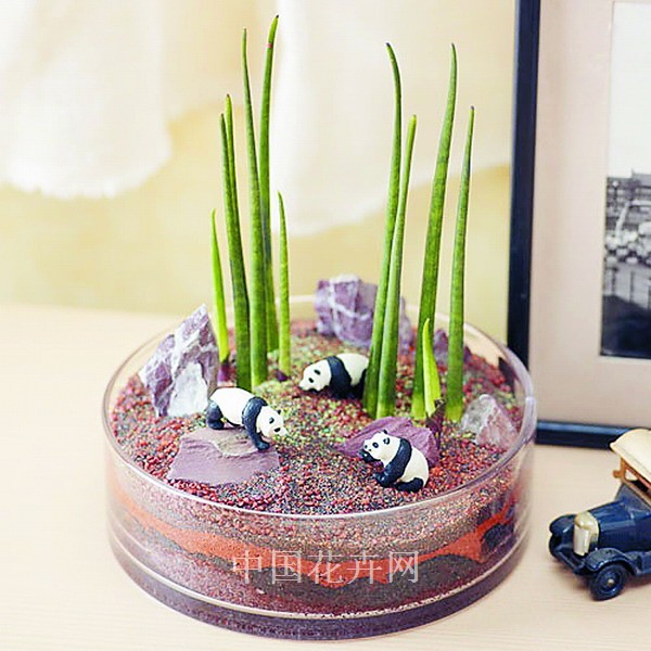 日本 盆栽 多肉植物