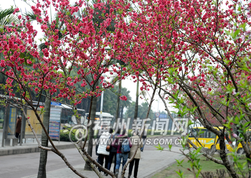 風景園林 福州 綠化 風景
