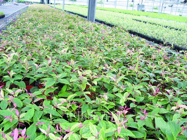 花森藜蘆 繁育 管理