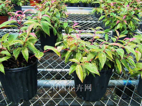 花森藜蘆 繁育 管理