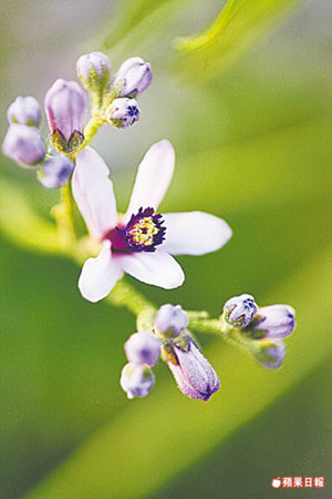 臺灣 行道樹 櫻花