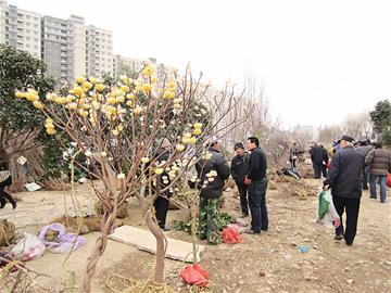 青島 綠化 樹苗