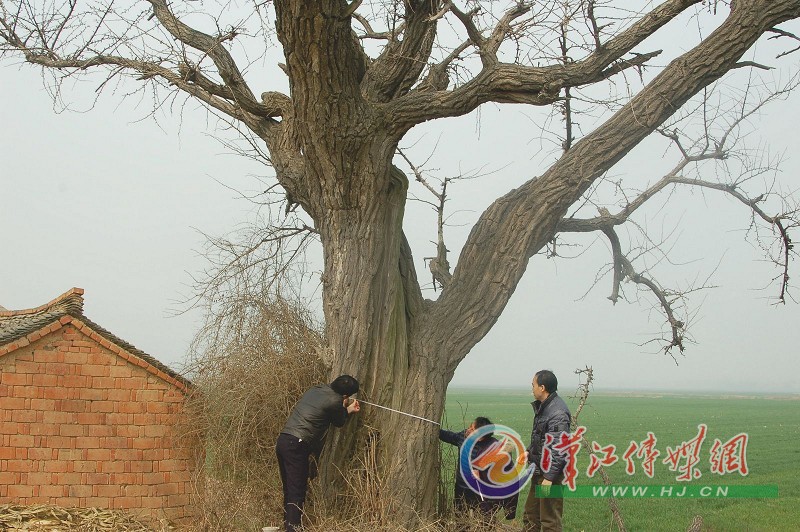 湖北 襄陽 古樹