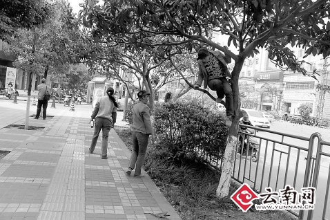 風景園林 行道樹  綠化 農藥