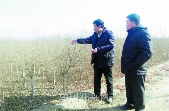 金葉榆 天津 市場